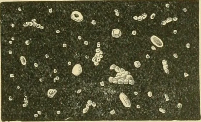 An illustration from The microscopy of vegetable foods, 1906, leaf 156