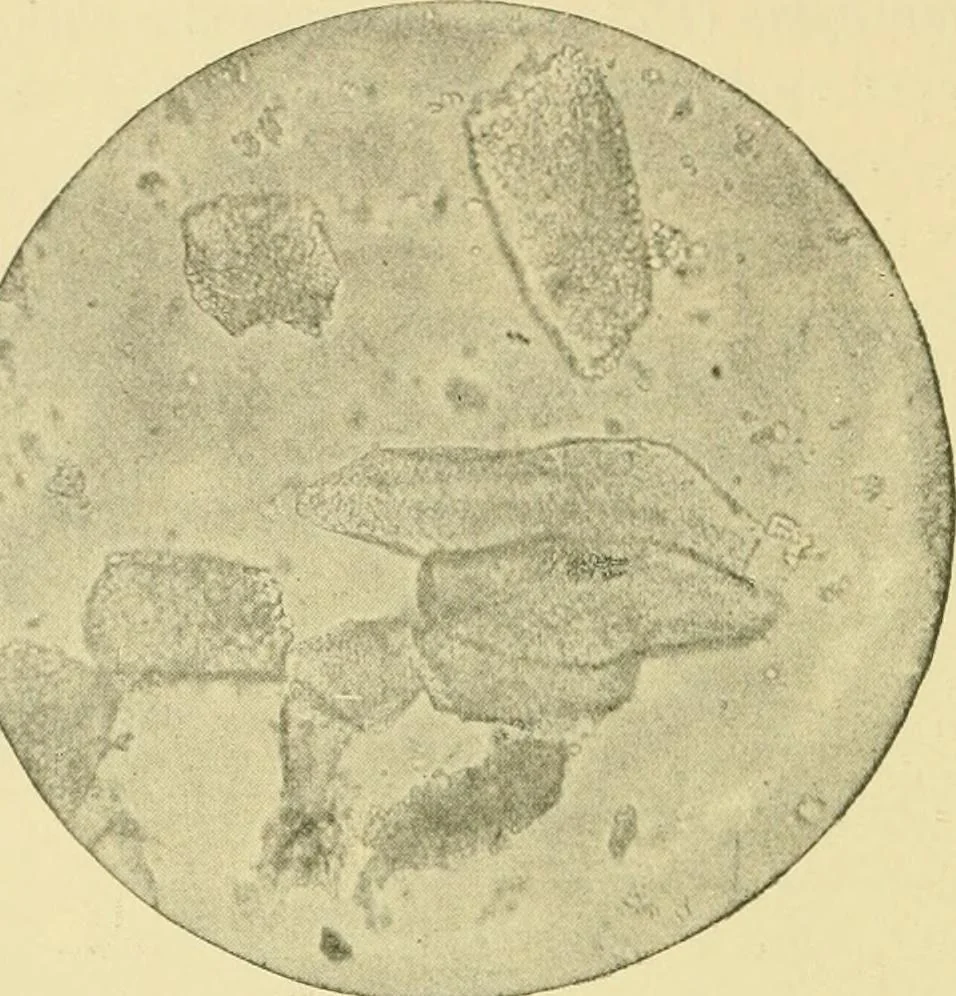 An illustration from The microscopy of vegetable foods, 1906, leaf 157