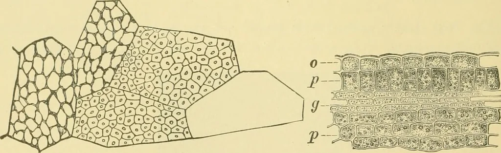 An illustration from The microscopy of vegetable foods, 1906, leaf 157