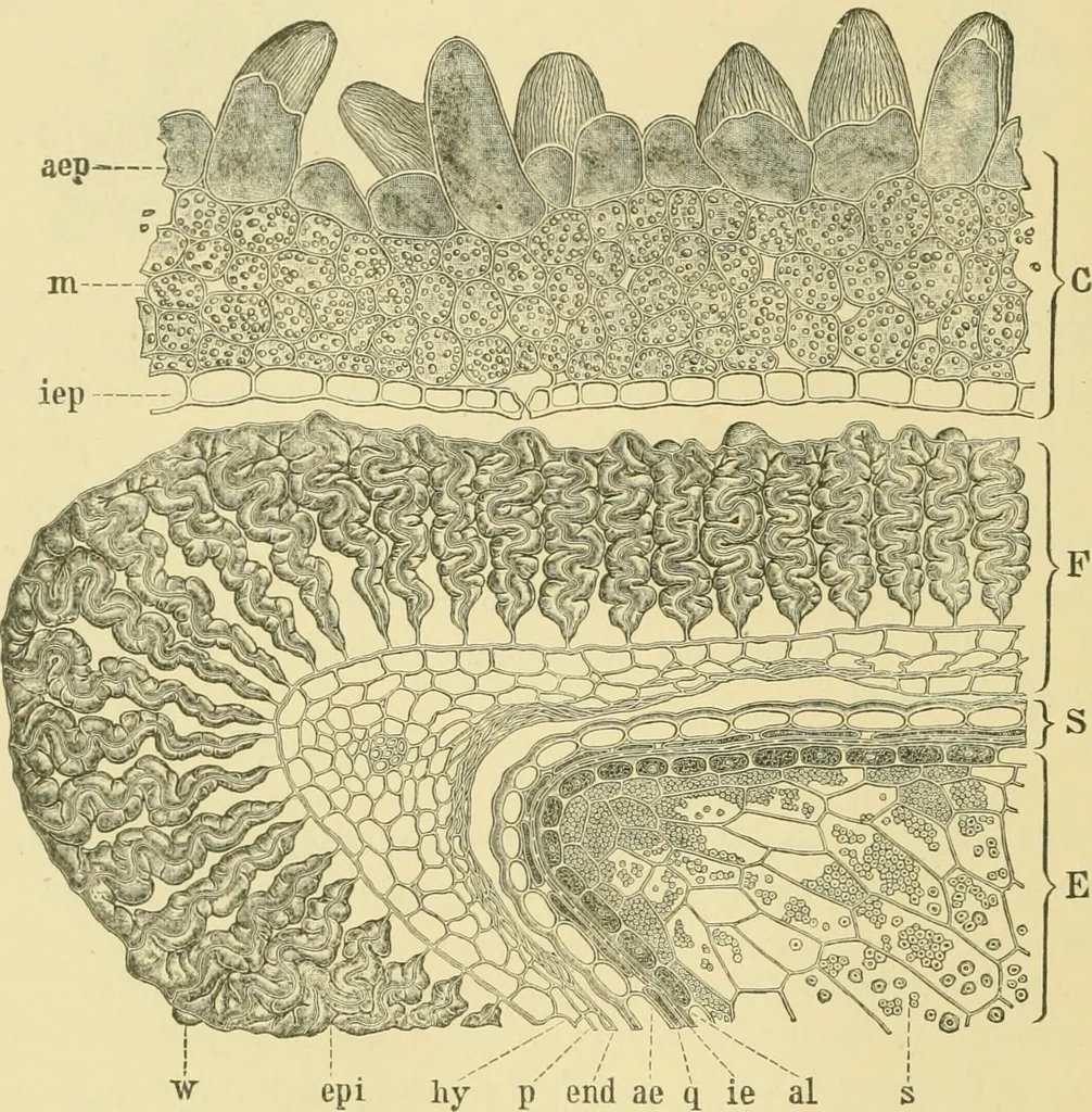 An illustration from The microscopy of vegetable foods, 1906, leaf 161