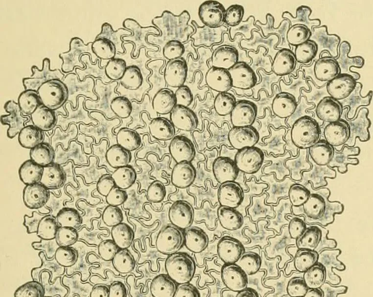 An illustration from The microscopy of vegetable foods, 1906, leaf 162