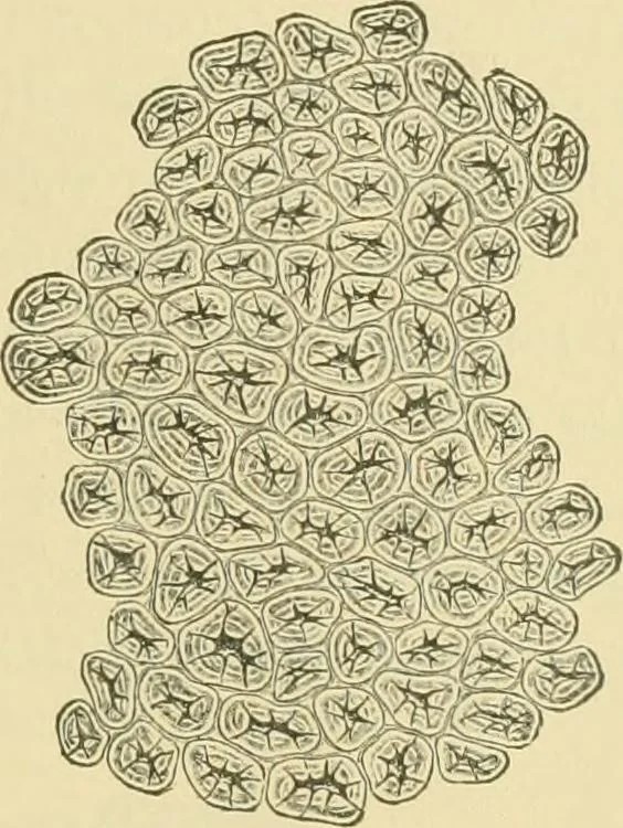 An illustration from The microscopy of vegetable foods, 1906, leaf 162