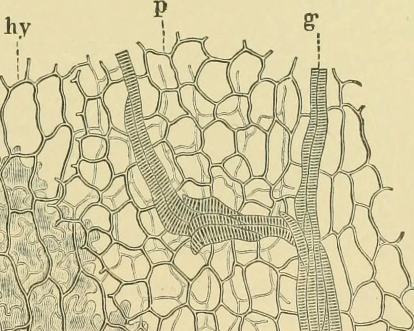 An illustration from The microscopy of vegetable foods, 1906, leaf 162