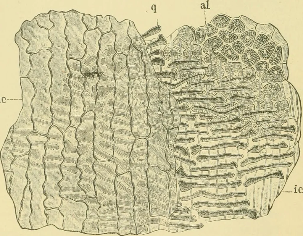 An illustration from The microscopy of vegetable foods, 1906, leaf 163