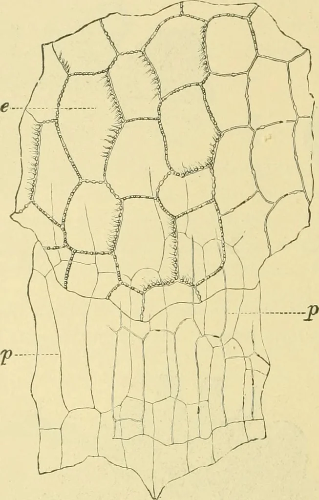 An illustration from The microscopy of vegetable foods, 1906, leaf 171