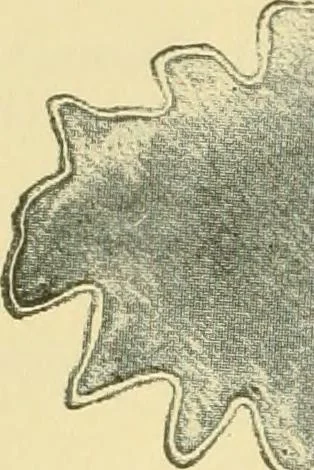 An illustration from The microscopy of vegetable foods, 1906, leaf 173