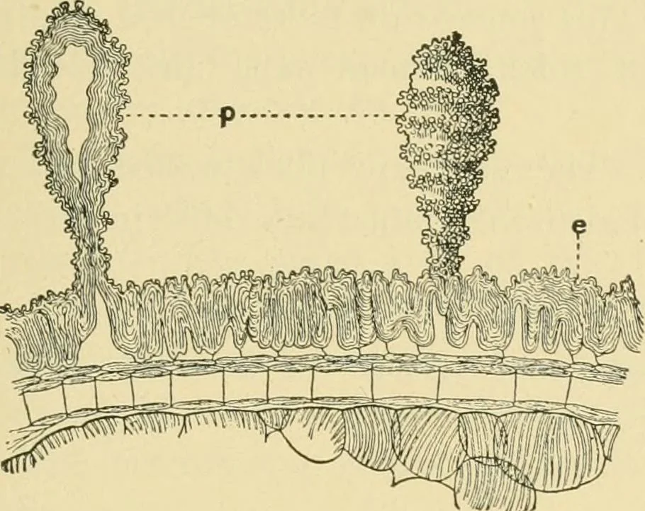 An illustration from The microscopy of vegetable foods, 1906, leaf 174
