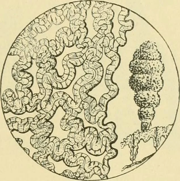 An illustration from The microscopy of vegetable foods, 1906, leaf 174