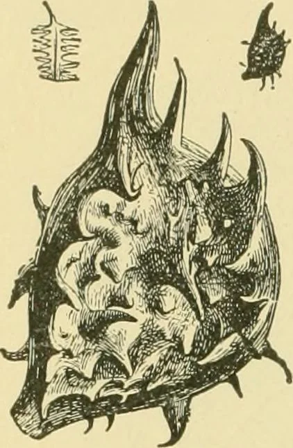 An illustration from The microscopy of vegetable foods, 1906, leaf 175