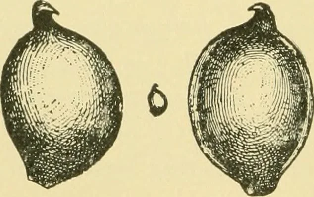 An illustration from The microscopy of vegetable foods, 1906, leaf 175