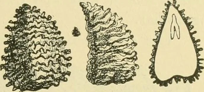 An illustration from The microscopy of vegetable foods, 1906, leaf 176