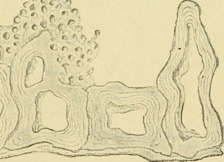 An illustration from The microscopy of vegetable foods, 1906, leaf 176
