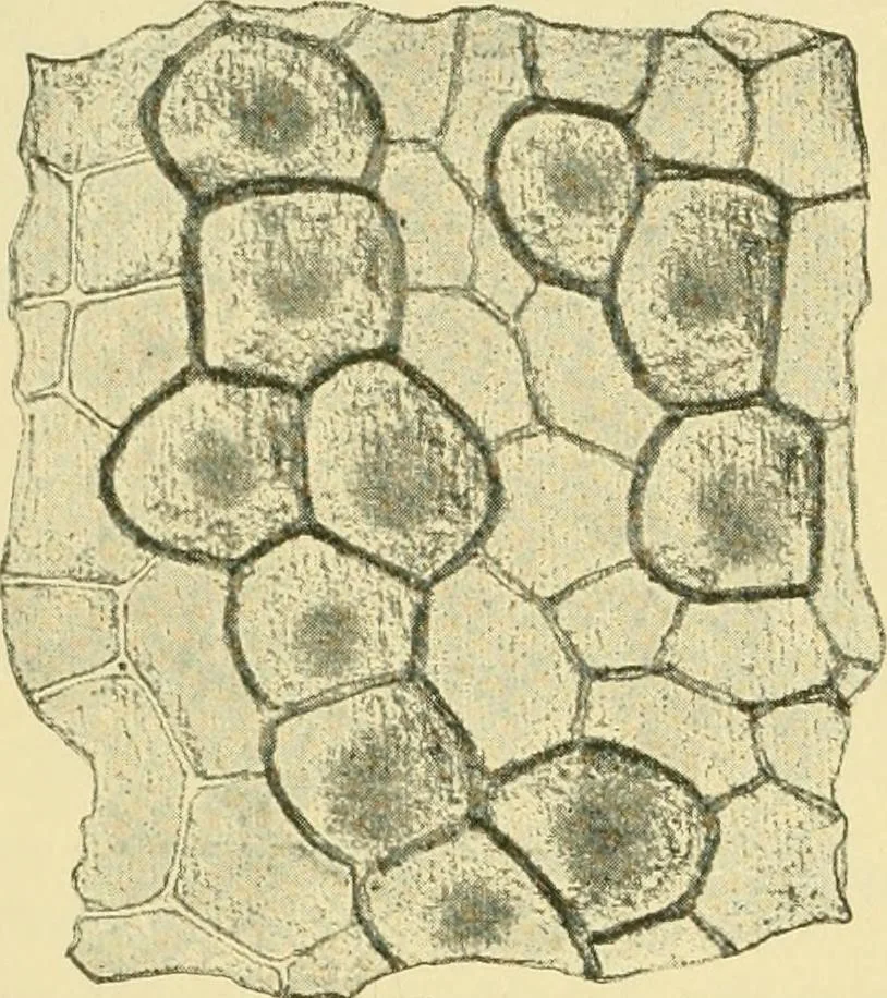 An illustration from The microscopy of vegetable foods, 1906, leaf 177