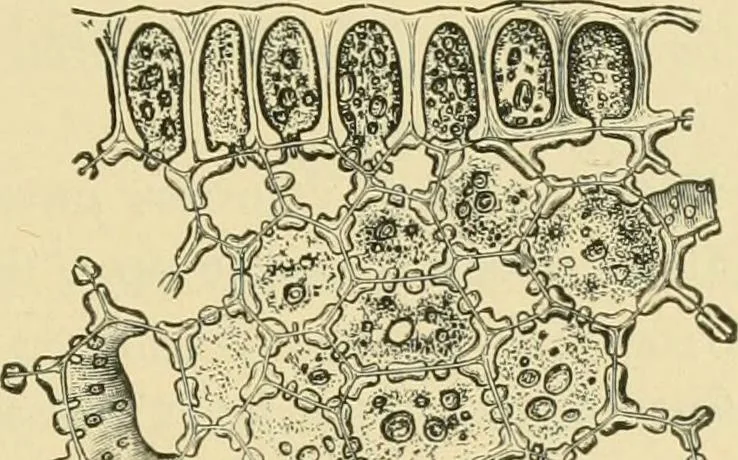 An illustration from The microscopy of vegetable foods, 1906, leaf 178