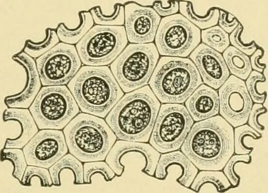 An illustration from The microscopy of vegetable foods, 1906, leaf 178