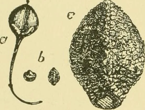 An illustration from The microscopy of vegetable foods, 1906, leaf 179