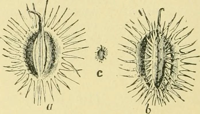 An illustration from The microscopy of vegetable foods, 1906, leaf 179