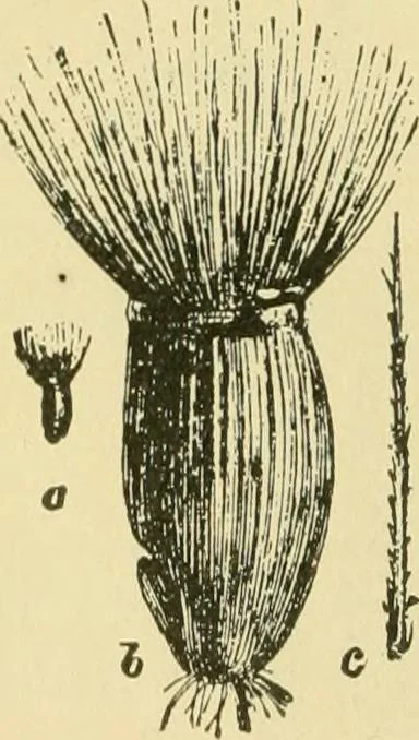 An illustration from The microscopy of vegetable foods, 1906, leaf 181