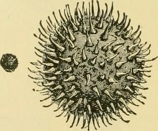An illustration from The microscopy of vegetable foods, 1906, leaf 181