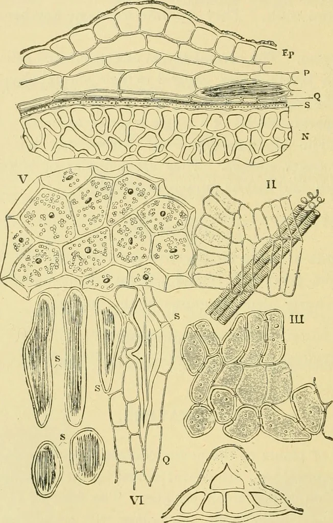 An illustration from The microscopy of vegetable foods, 1906, leaf 183