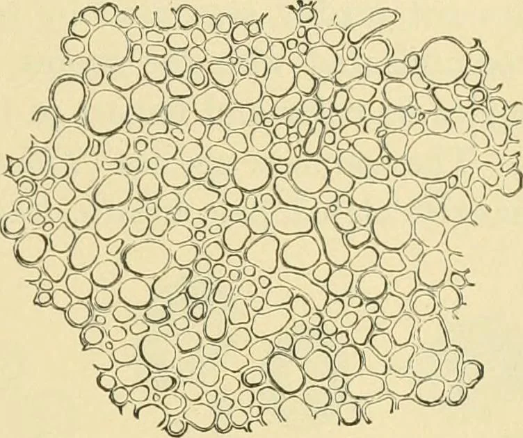 An illustration from The microscopy of vegetable foods, 1906, leaf 186