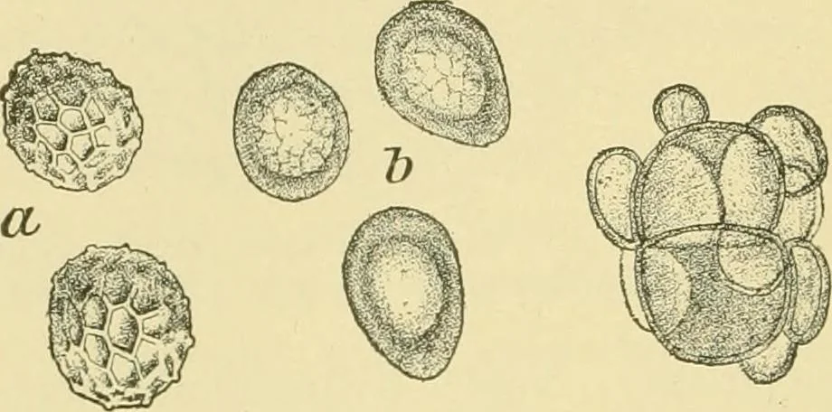 An illustration from The microscopy of vegetable foods, 1906, leaf 187