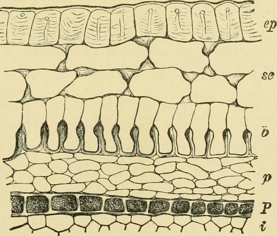 An illustration from The microscopy of vegetable foods, 1906, leaf 198