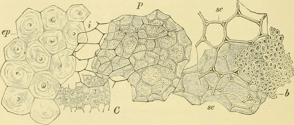 An illustration from The microscopy of vegetable foods, 1906, leaf 199