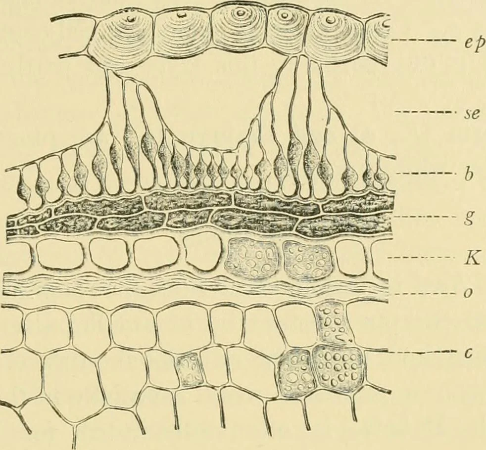 An illustration from The microscopy of vegetable foods, 1906, leaf 202