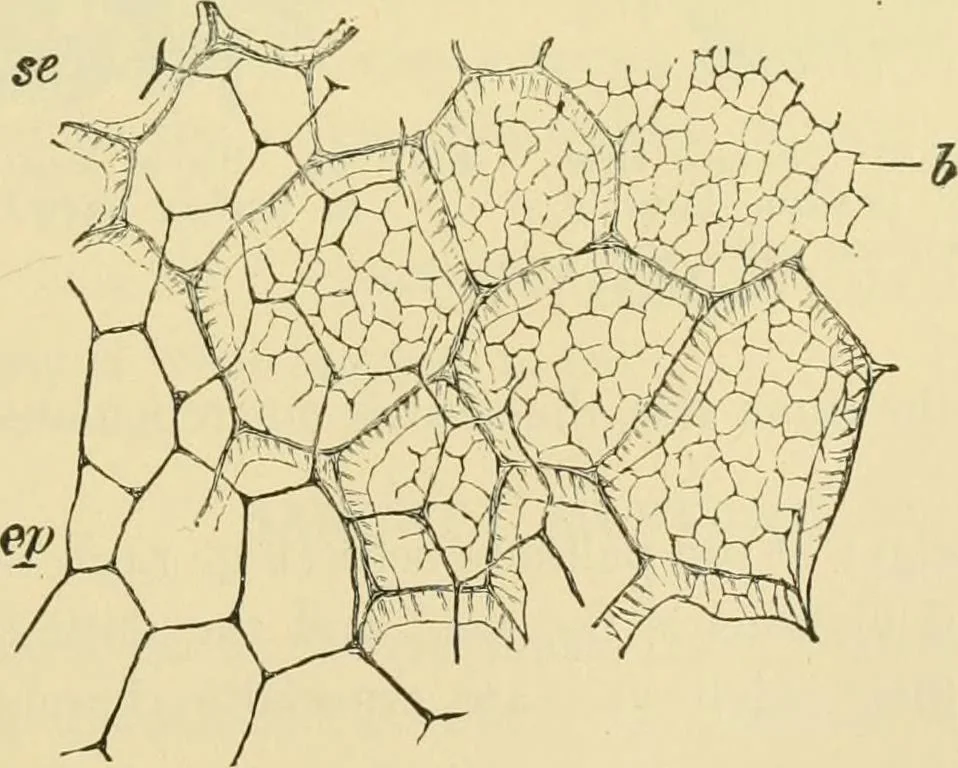 An illustration from The microscopy of vegetable foods, 1906, leaf 202