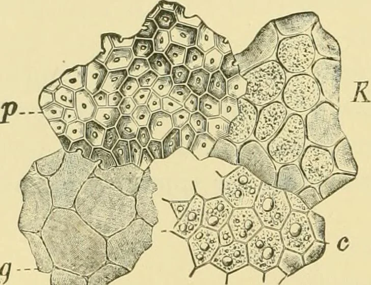 An illustration from The microscopy of vegetable foods, 1906, leaf 203