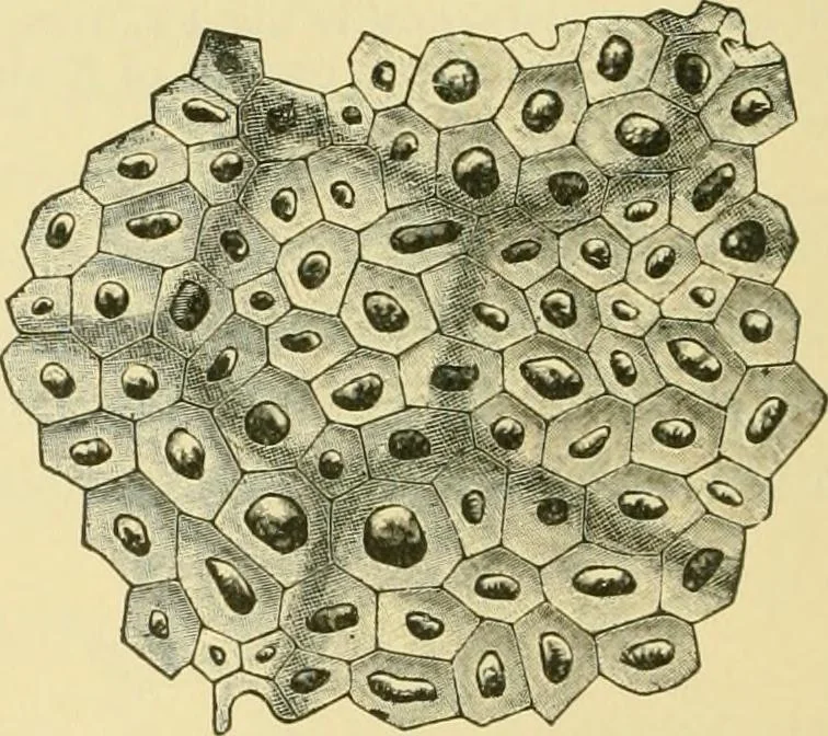 An illustration from The microscopy of vegetable foods, 1906, leaf 203