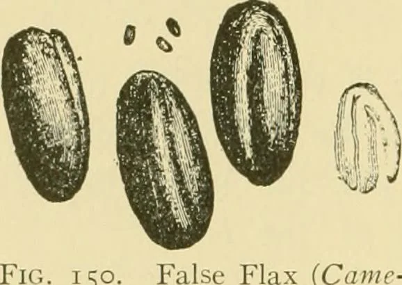 An illustration from The microscopy of vegetable foods, 1906, leaf 211