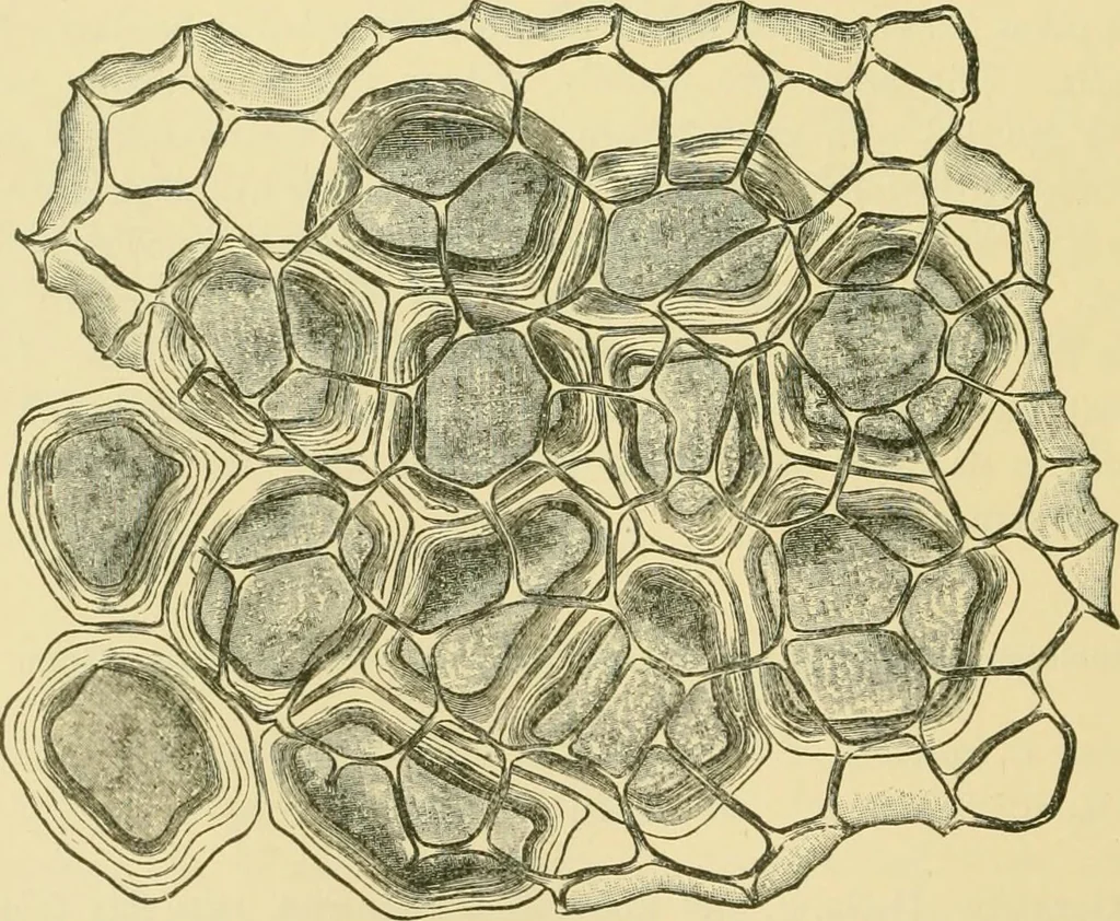 An illustration from The microscopy of vegetable foods, 1906, leaf 211