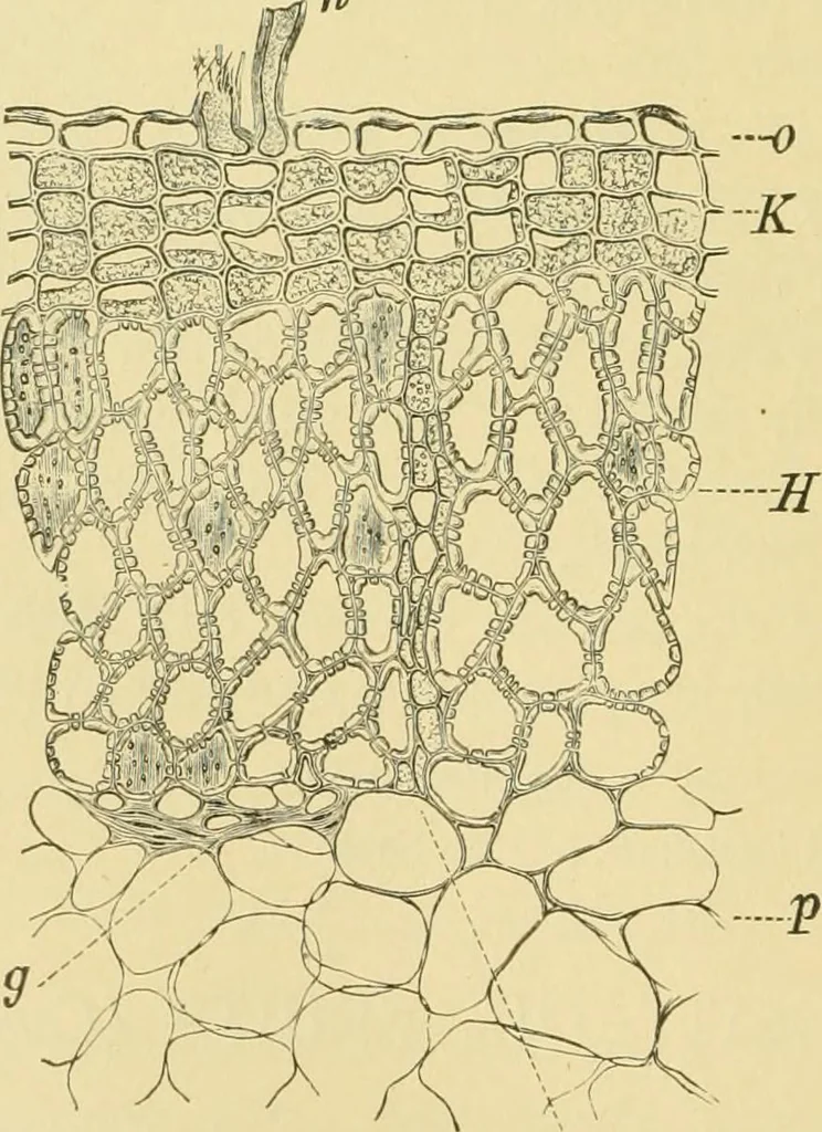 An illustration from The microscopy of vegetable foods, 1906, leaf 215