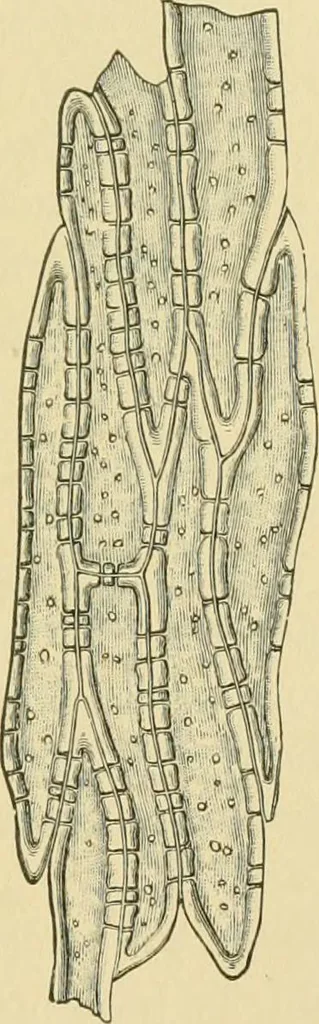 An illustration from The microscopy of vegetable foods, 1906, leaf 216