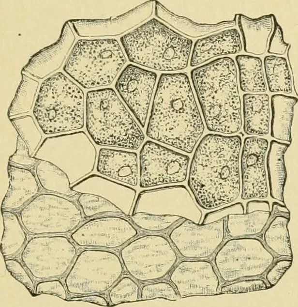 An illustration from The microscopy of vegetable foods, 1906, leaf 218