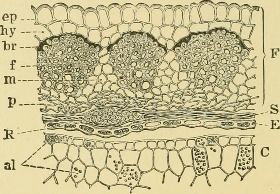 An illustration from The microscopy of vegetable foods, 1906, leaf 219