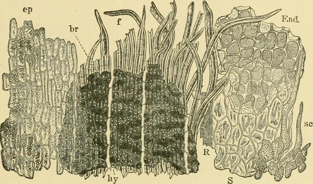 An illustration from The microscopy of vegetable foods, 1906, leaf 220
