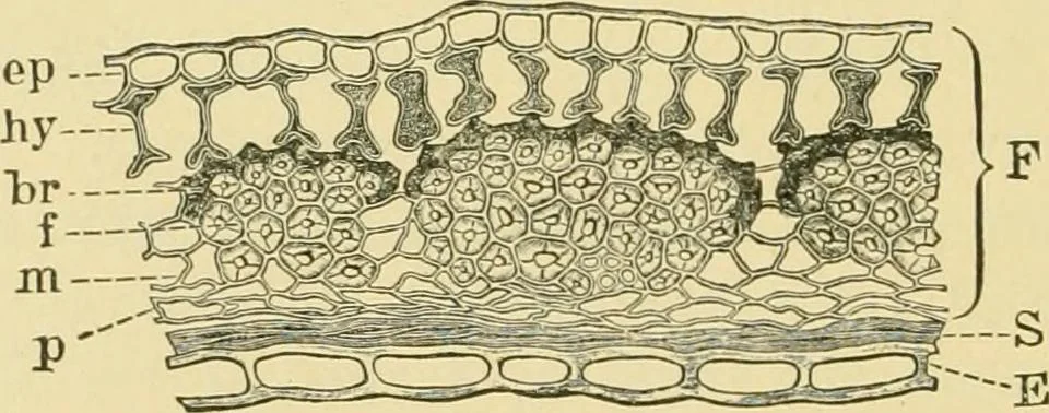 An illustration from The microscopy of vegetable foods, 1906, leaf 221