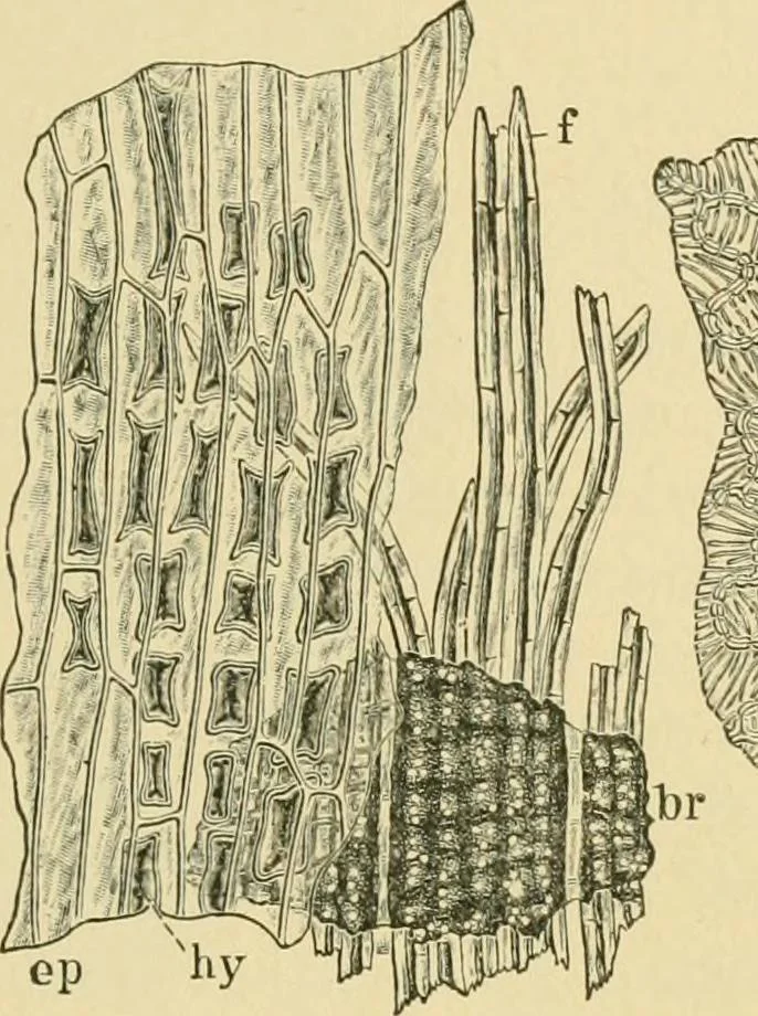 An illustration from The microscopy of vegetable foods, 1906, leaf 222