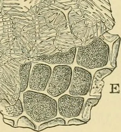 An illustration from The microscopy of vegetable foods, 1906, leaf 222