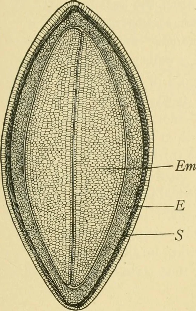 An illustration from The microscopy of vegetable foods, 1906, leaf 224