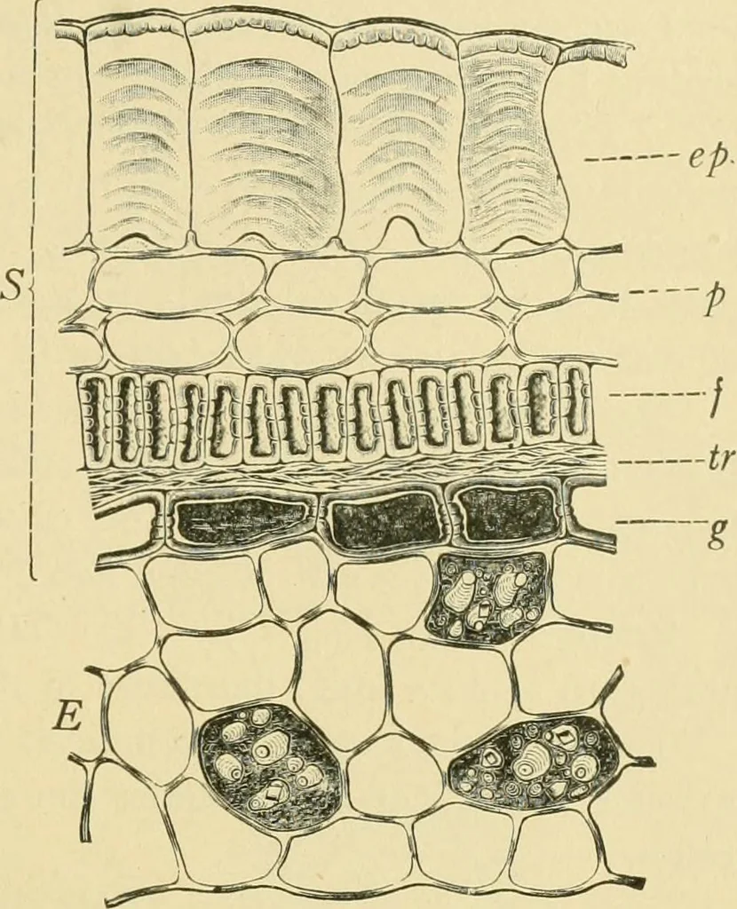 An illustration from The microscopy of vegetable foods, 1906, leaf 224