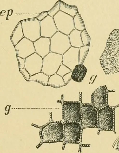 An illustration from The microscopy of vegetable foods, 1906, leaf 224