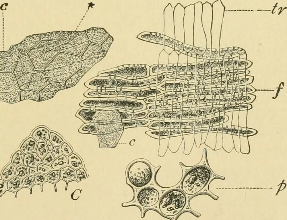 An illustration from The microscopy of vegetable foods, 1906, leaf 224