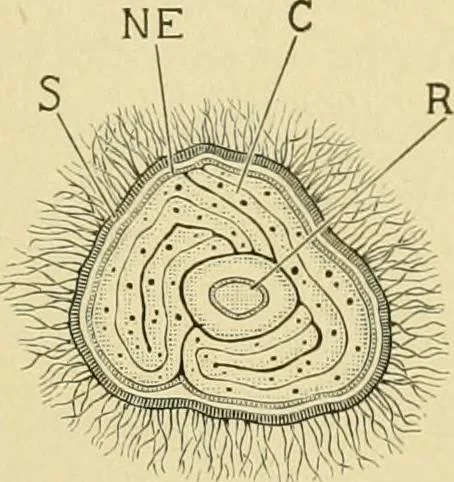 An illustration from The microscopy of vegetable foods, 1906, leaf 226