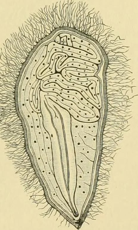 An illustration from The microscopy of vegetable foods, 1906, leaf 226