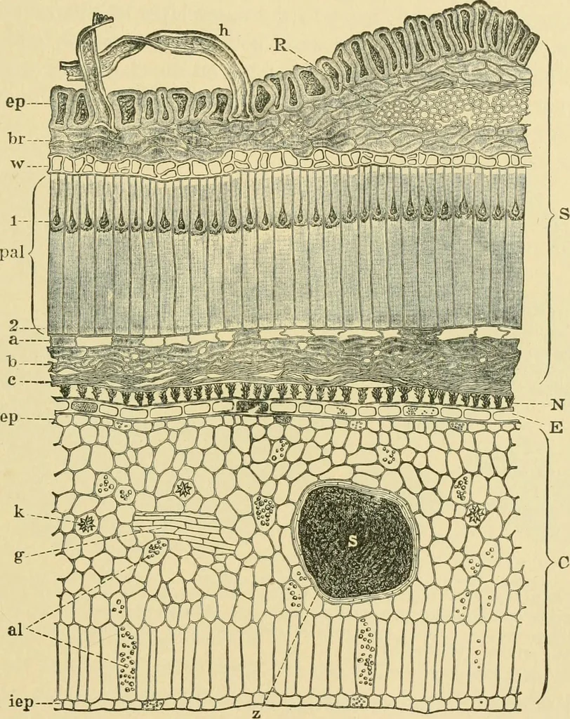 An illustration from The microscopy of vegetable foods, 1906, leaf 228