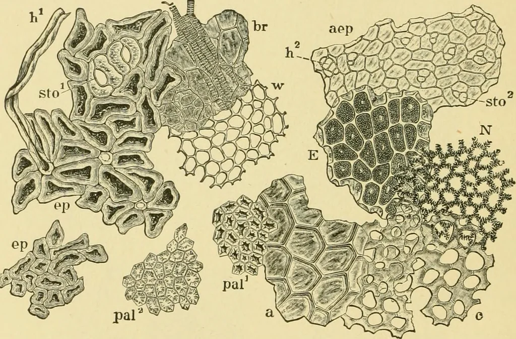 An illustration from The microscopy of vegetable foods, 1906, leaf 229